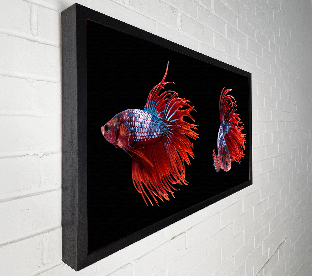  A Canvas Print of Siamese Fighters Canvas Art