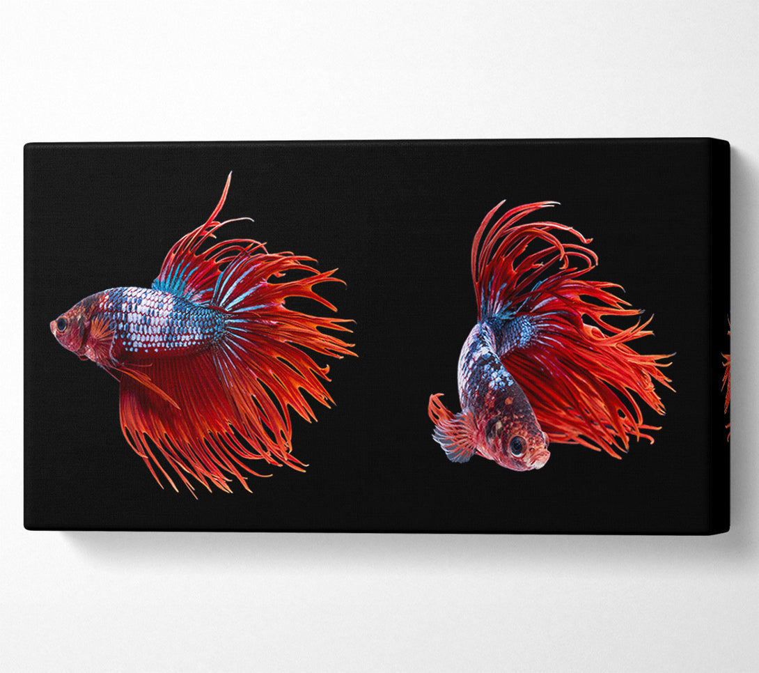 A Canvas Print of Siamese Fighters Canvas Art