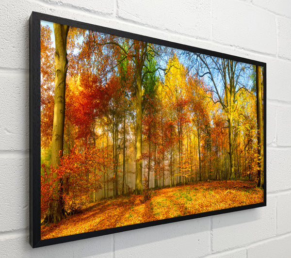 Autumn Forest soft