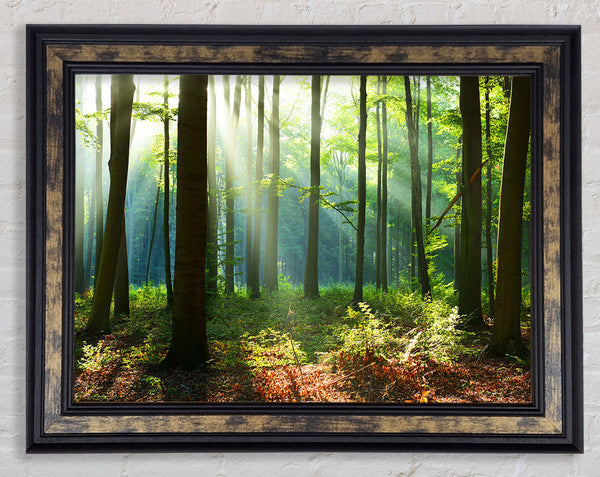 Woodland Blues and greens Framed Print