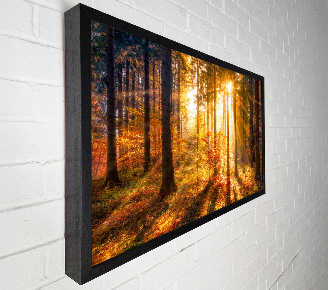  A Canvas Print of Autumn Sunray Through the forest Canvas Art