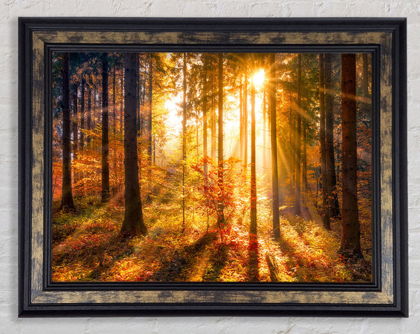 Autumn Sunray Through the forest Framed Print