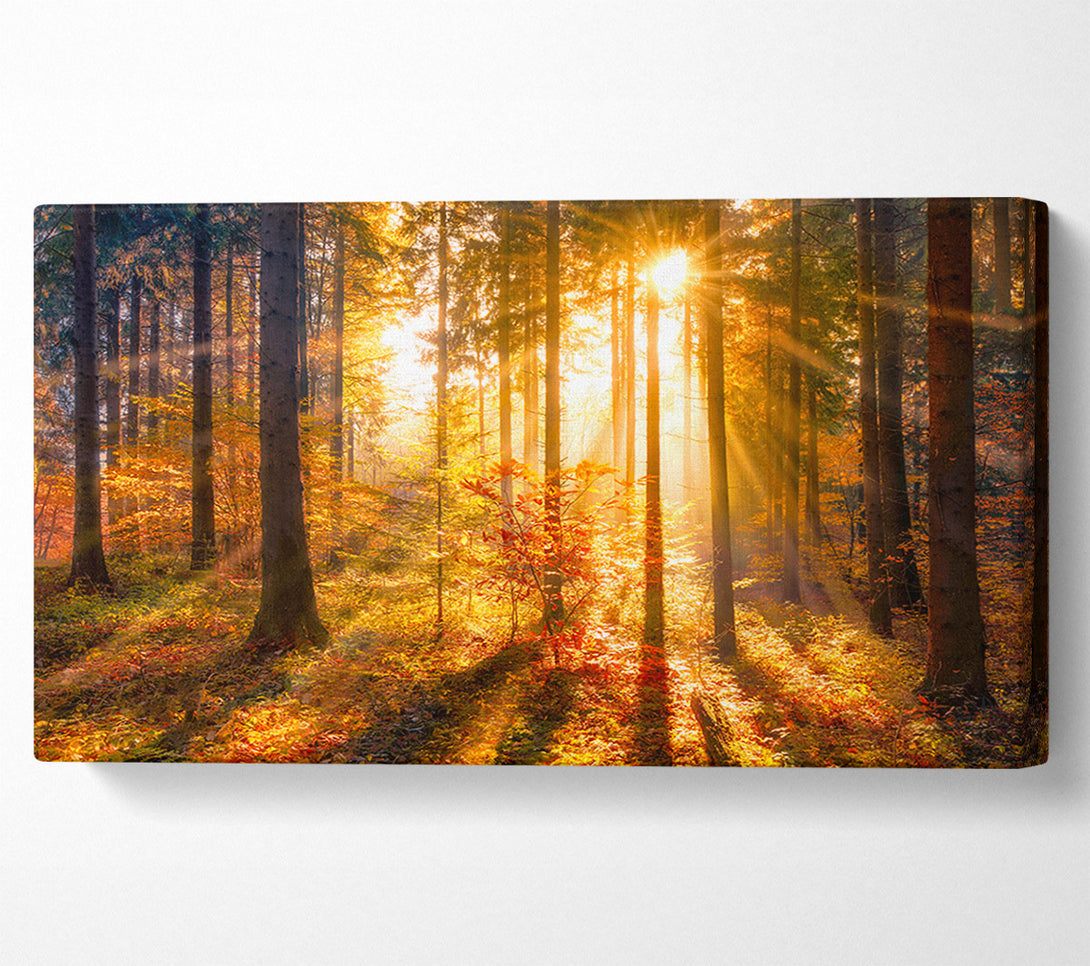  A Canvas Print of Autumn Sunray Through the forest Canvas Art