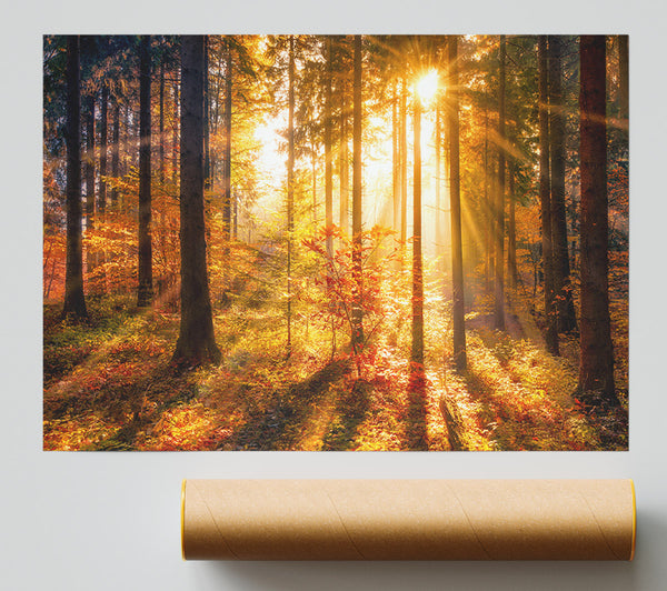Autumn Sunray Through The Forest Giclee Print