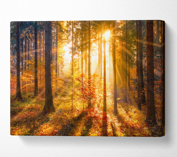  A Canvas Print of Autumn Sunray Through the forest Canvas Art