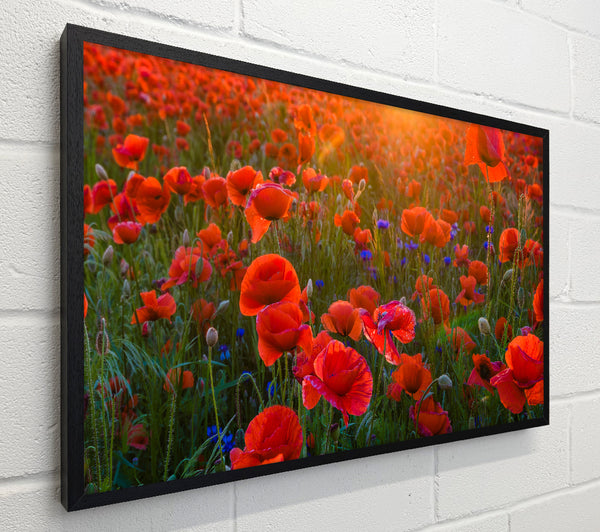 Red Poppies sun ray