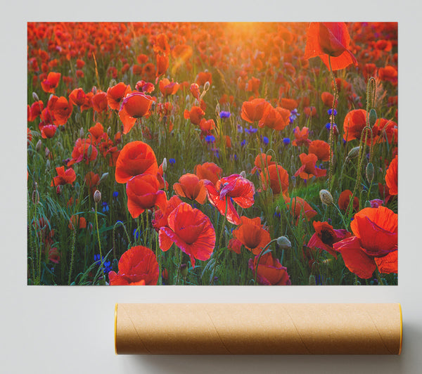 Red Poppies Sun Ray Print