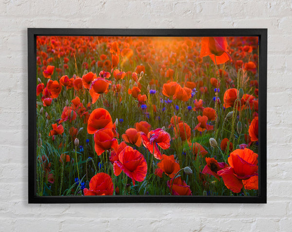 Red Poppies sun ray Framed Print