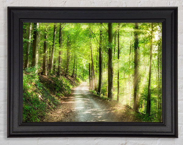 Green Forest Walkway trail Framed Print