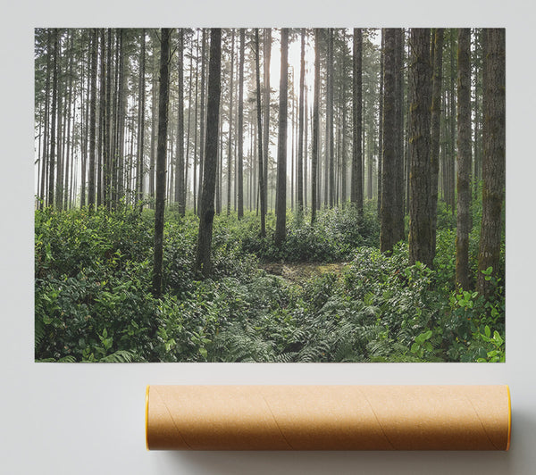 Tall Trees In The Old Woodland Poster