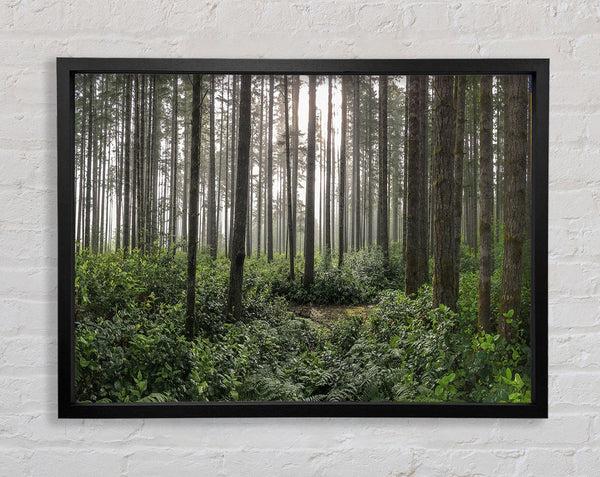 Tall trees in the old woodland Framed Print