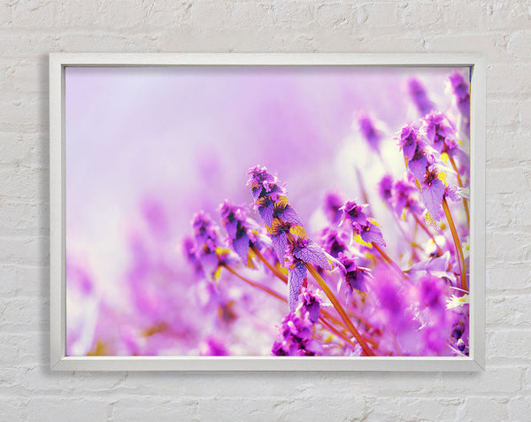 Lilac flowers in the mist Framed Print