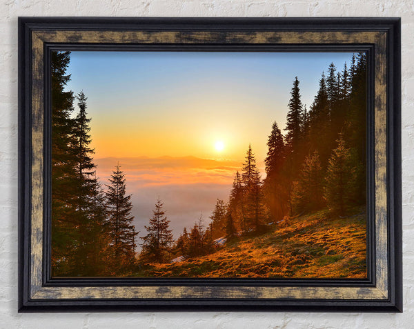 Orange Woodlands in a sunset Framed Print