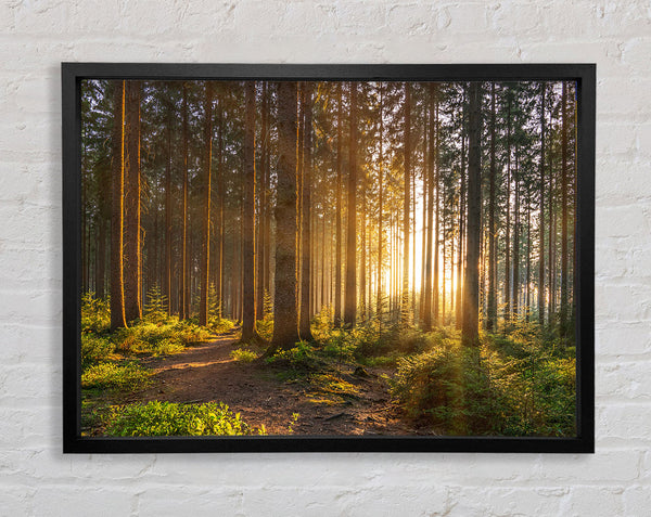Sunset through the british trees Framed Print