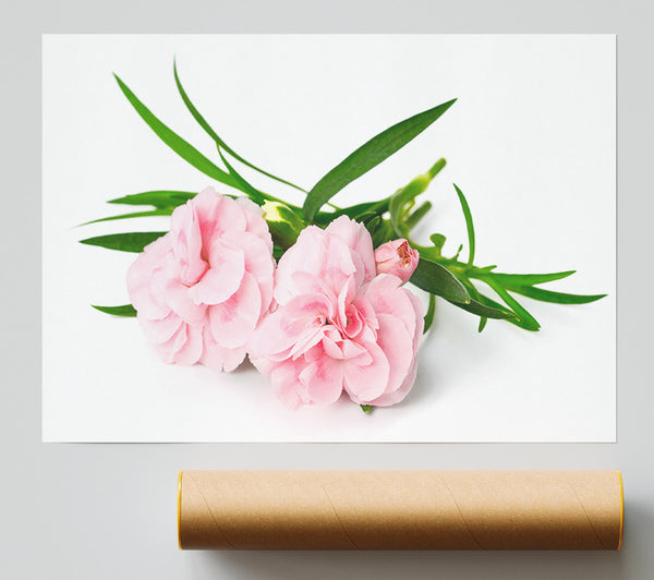 Pink Flowers Laid Out Giclee Print