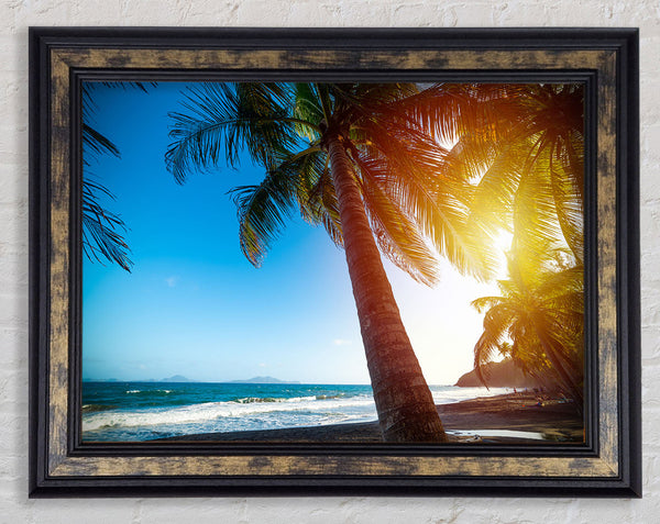 Palm tree close up on beach Framed Print