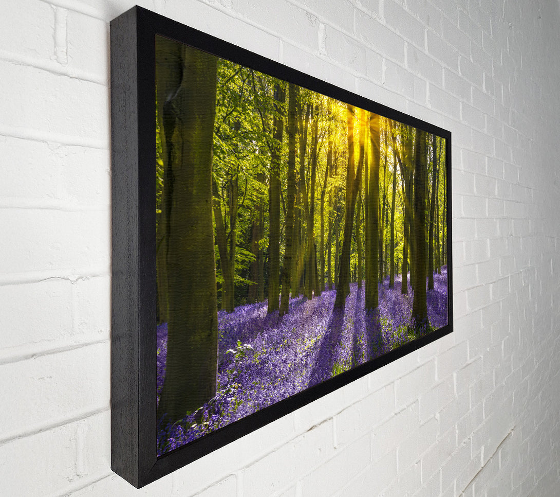  A Canvas Print of Purple flower greenland Canvas Art