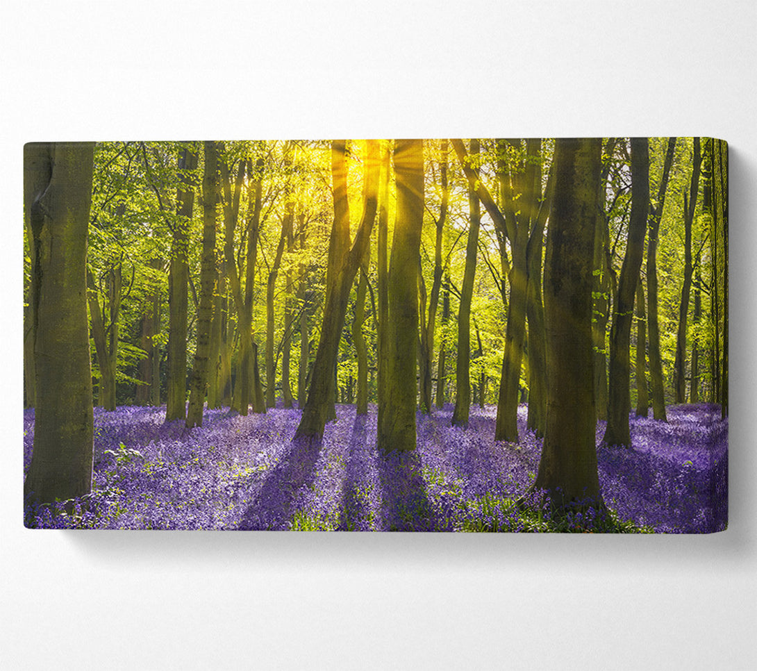  A Canvas Print of Purple flower greenland Canvas Art