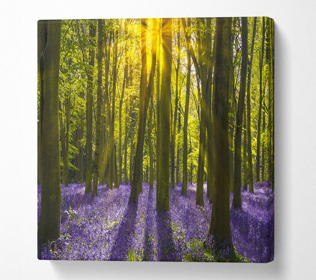  A Canvas Print of Purple flower greenland Canvas Art