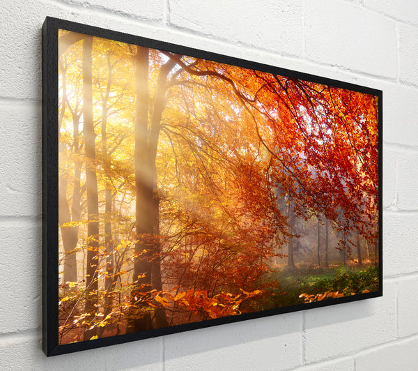 Autumn forest sunrays