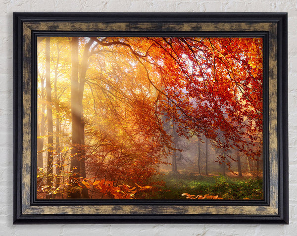 Autumn forest sunrays Framed Print