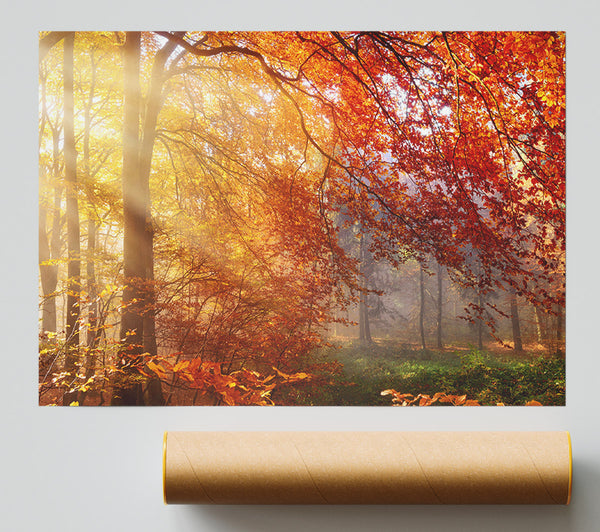 Autumn Forest Sunrays Giclee Print