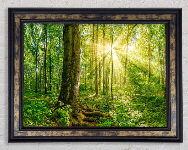 Bright light flare in the forest Framed Print