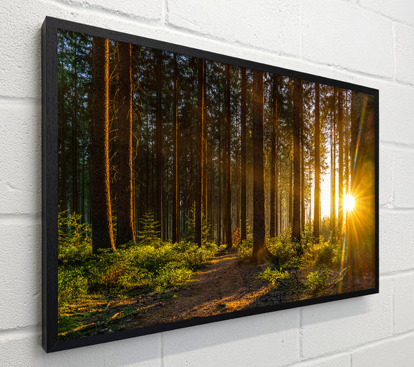 Sunrays forest spectrum