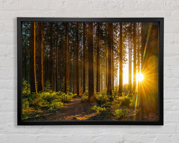 Sunrays forest spectrum Framed Print