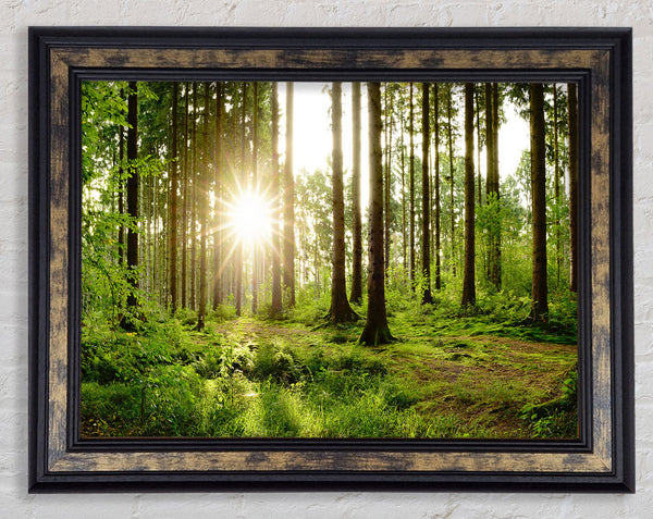 Sunshine in the green woodlands Framed Print