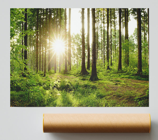 Sunshine In The Green Woodlands Print