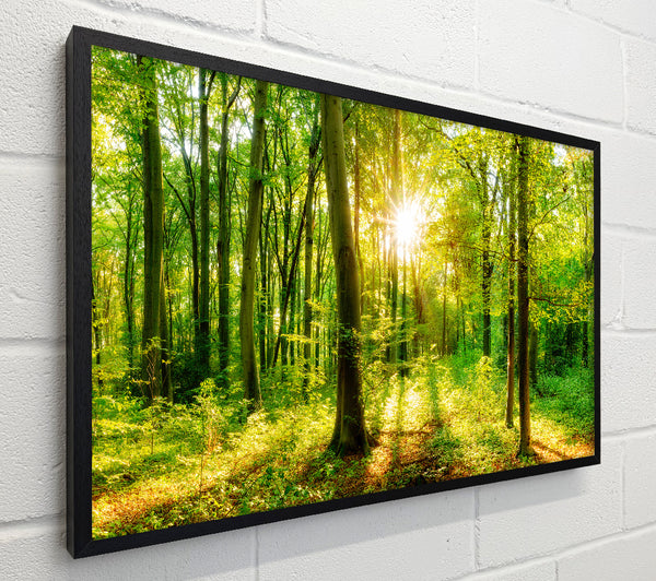 Green forest beauty