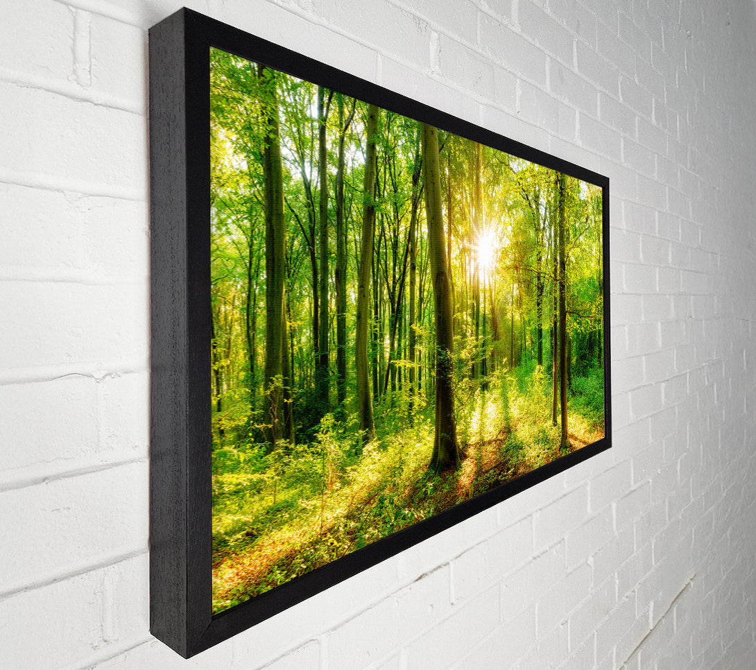  A Canvas Print of Green forest beauty Canvas Print
