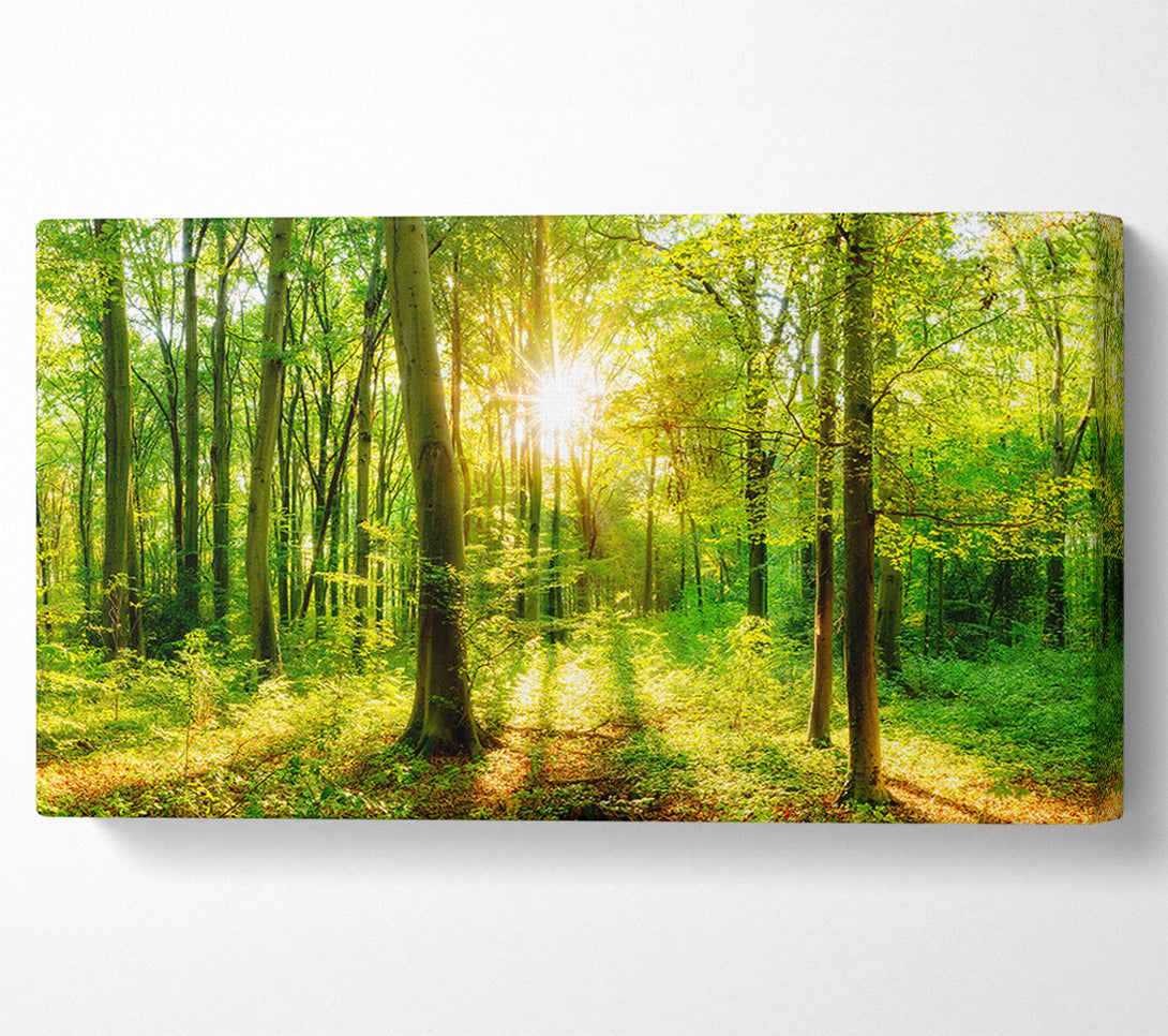  A Canvas Print of Green forest beauty Canvas Print
