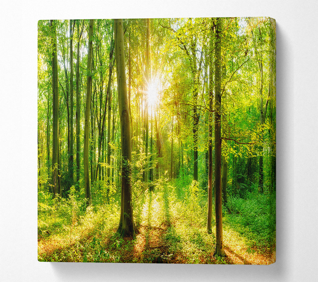  A Canvas Print of Green forest beauty Canvas Print
