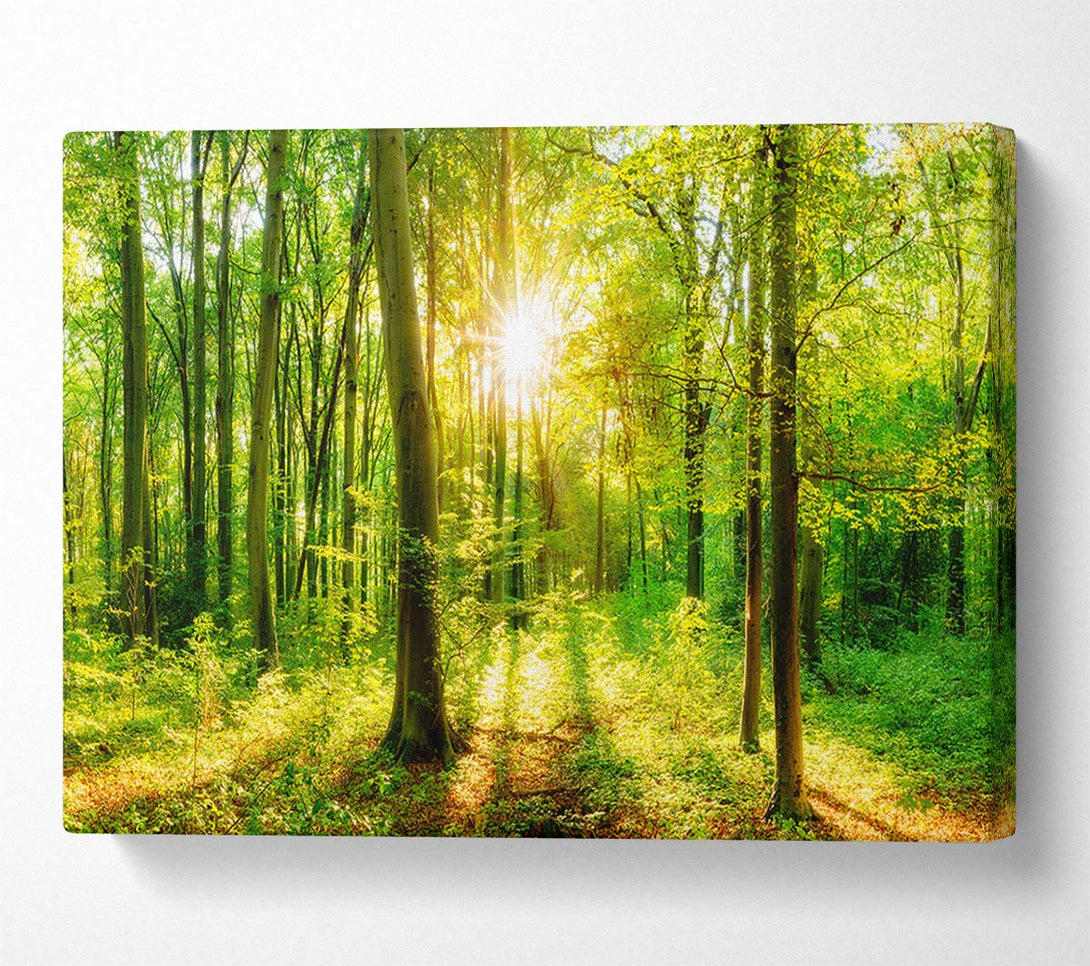  A Canvas Print of Green forest beauty Canvas Print