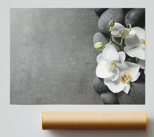 White Orchid On Grey Pebbles Giclee Print