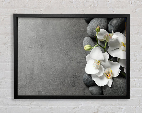 White Orchid on grey pebbles Framed Print