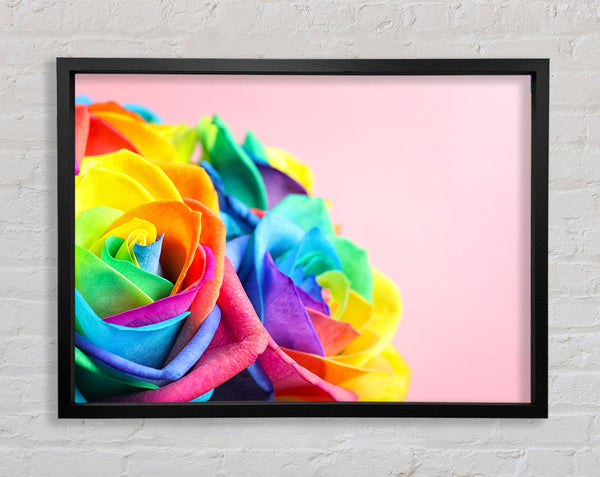 Rainbow closeup rose Framed Print