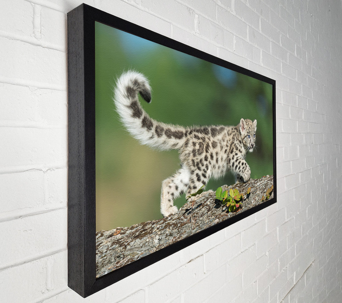  A Canvas Print of Leopard Cub walking a branch Canvas Art