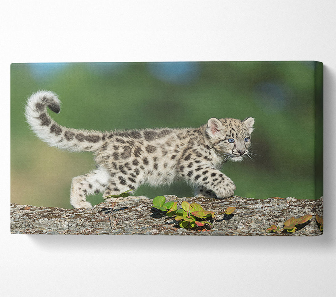  A Canvas Print of Leopard Cub walking a branch Canvas Art
