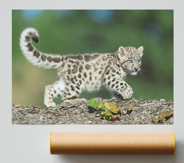 Leopard Cub Walking A Branch Giclee Print