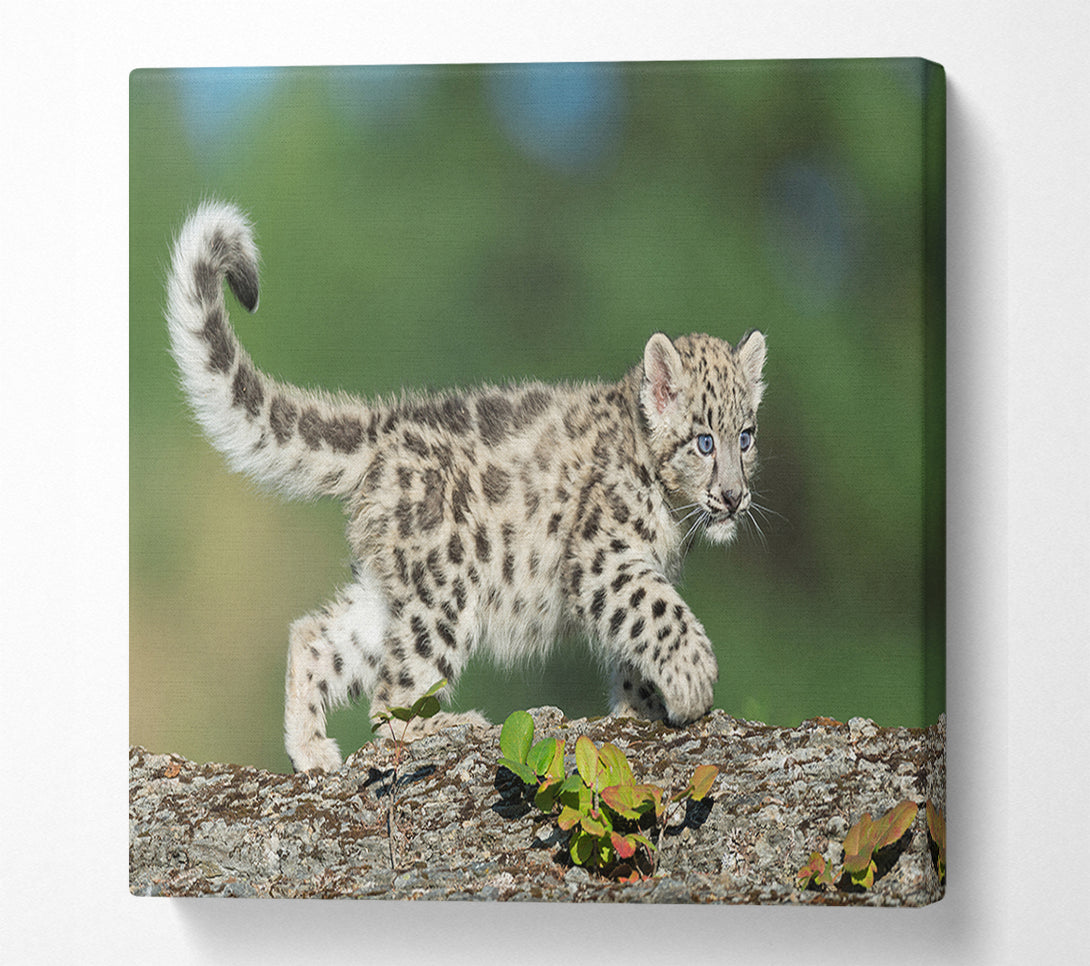  A Canvas Print of Leopard Cub walking a branch Canvas Art
