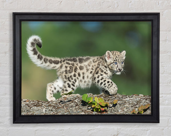 Leopard Cub walking a branch Framed Print