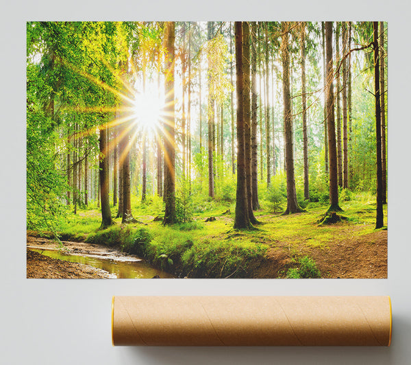 Sun Appearing Through The Trees In Britain Giclee Print