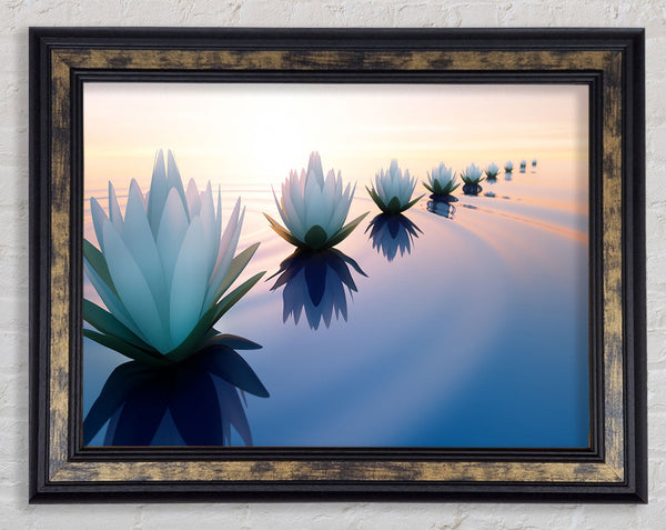 Waterlillies lined up Framed Print
