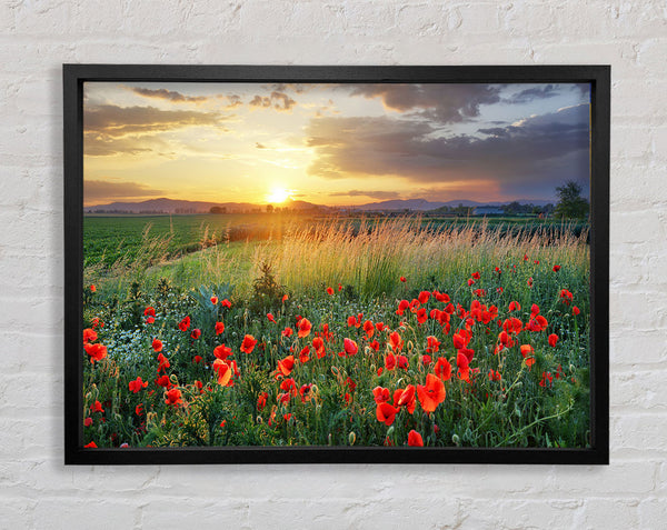 Red poppies in the green countryside Framed Print