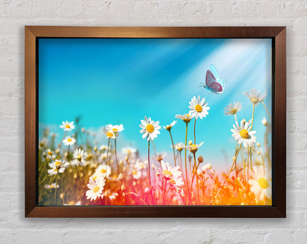 Butterfly landing on a daisy Framed Print