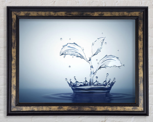 Water splash plant Framed Print