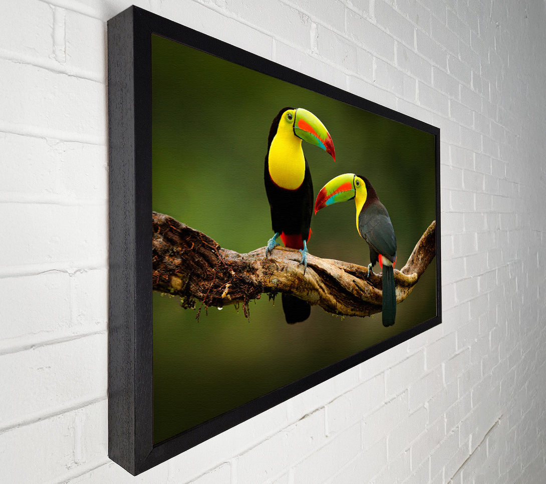  A Canvas Print of Two Toucans on branch Canvas Print